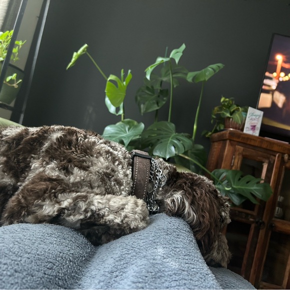 Meet your Posher, Lisa - Picture 7 of 9